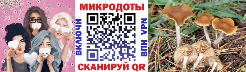 Псилоцибиновые грибы Psilocybe  Скопин 